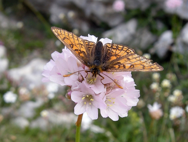 Melitaea